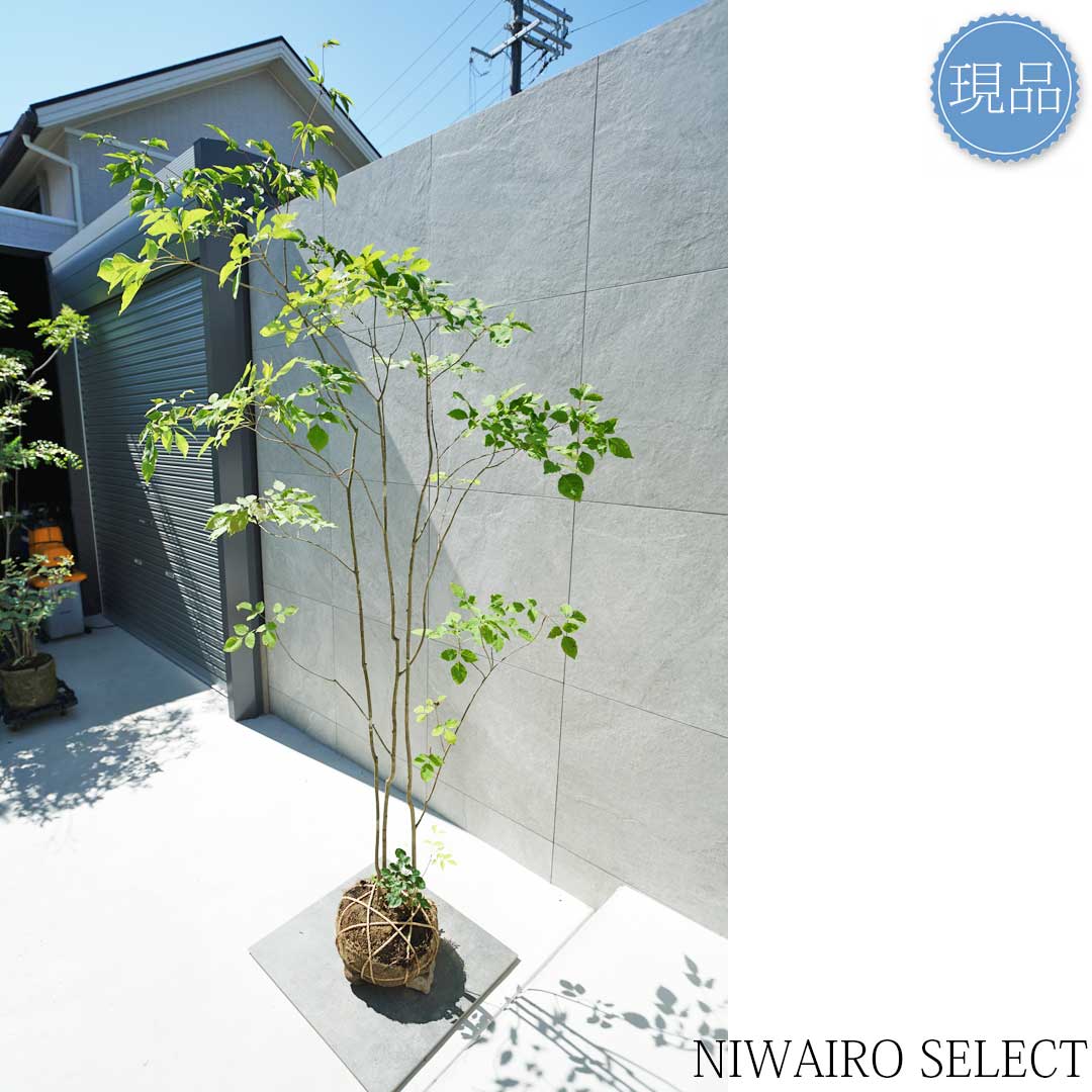 専用 山採り アオダモ コハウチワカエデ 混合株 52アオダモ 専用 山