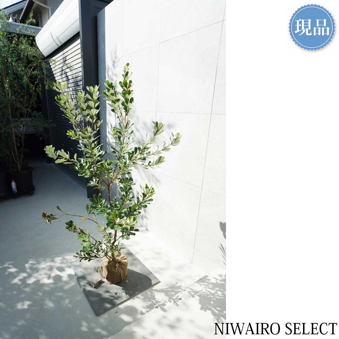 楽天市場】【現品】【バンクシア】コーストバンクシア オージー