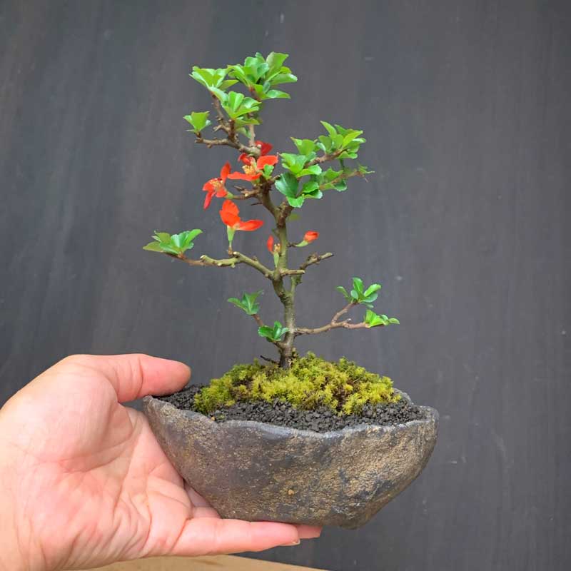 楽天市場】盆栽 長寿梅 紅花 紅長寿梅（べにちょうじゅばい） 紅長寿梅