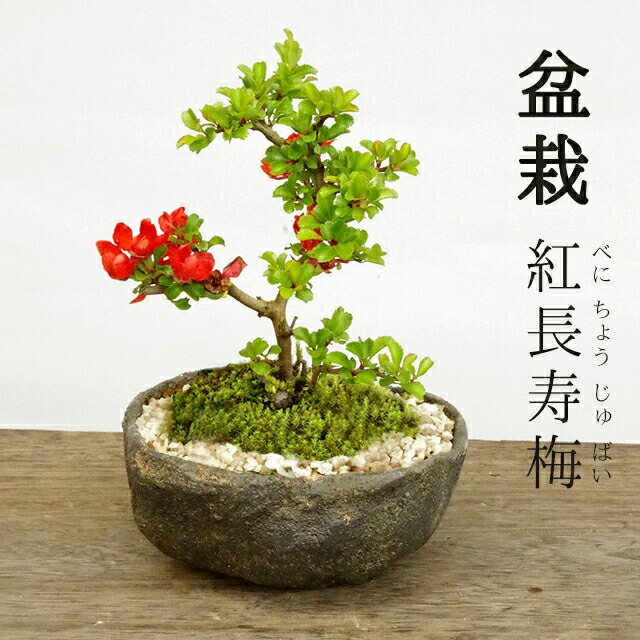 楽天市場】盆栽 長寿梅 紅花 紅長寿梅（べにちょうじゅばい） 紅長寿梅