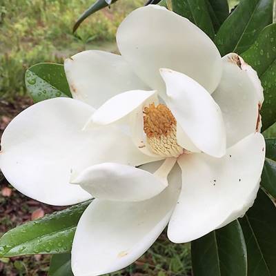 楽天市場】現品発送 タイサンボク リトルジェム 樹高0.7m（根鉢含まず