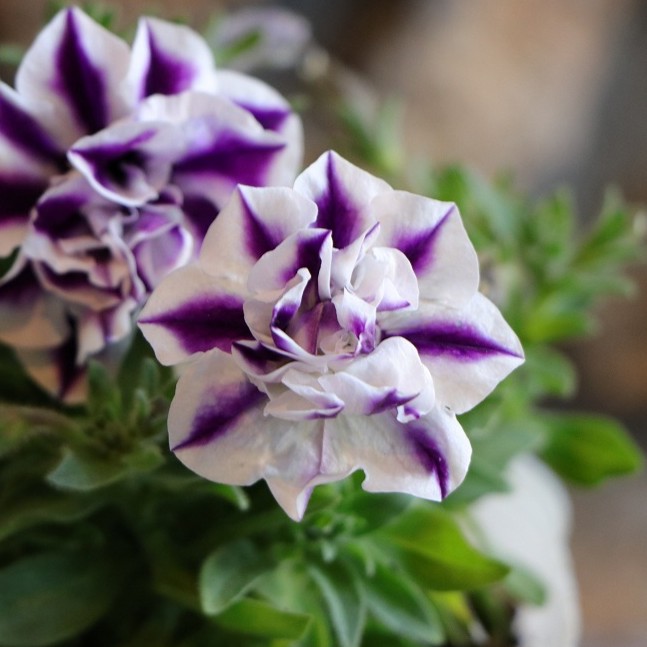 楽天市場】八重咲き ペチュニア グレープパフェ 3.5号ポット苗 寄せ