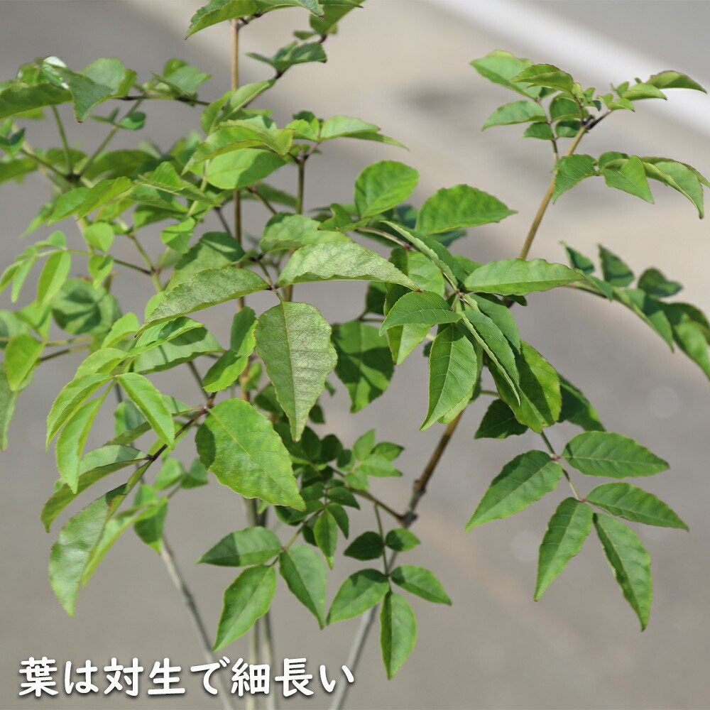 楽天市場】アオダモ (品種指定不可) 単木 1m 露地 苗 : トオヤマグリーン