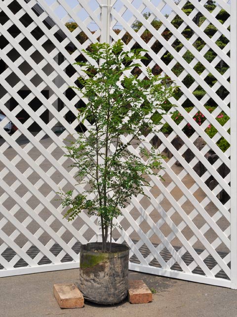 セット割‼️高さ100㎝前後❗️】シマトネリコ 株立ち 10本立ち以上 2本