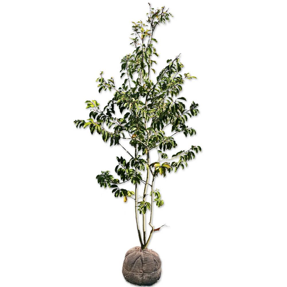 楽天市場】ソヨゴ 株立ち 1.5m 露地 苗木 : トオヤマグリーン