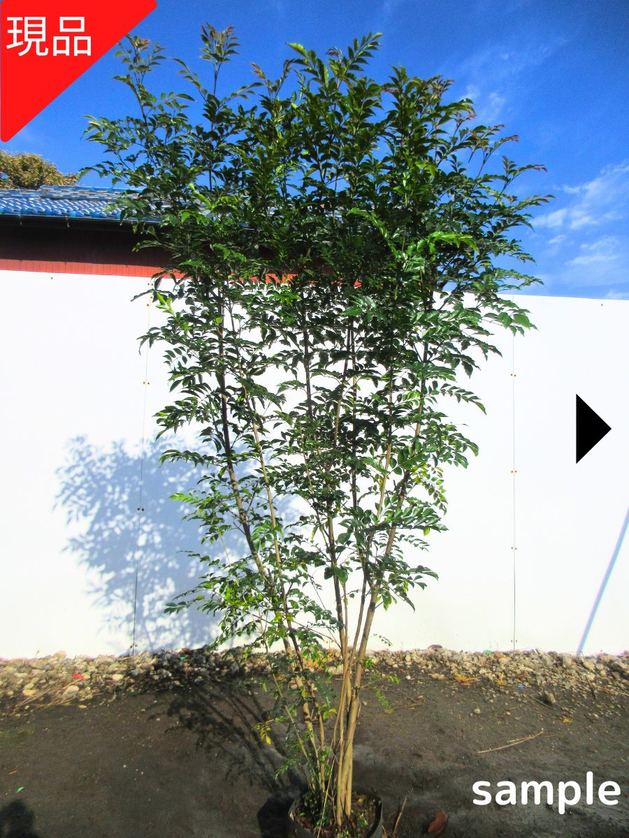 優良株。アロニアクックベリー株立ち2.7M(鉢底から)品番A 優良株