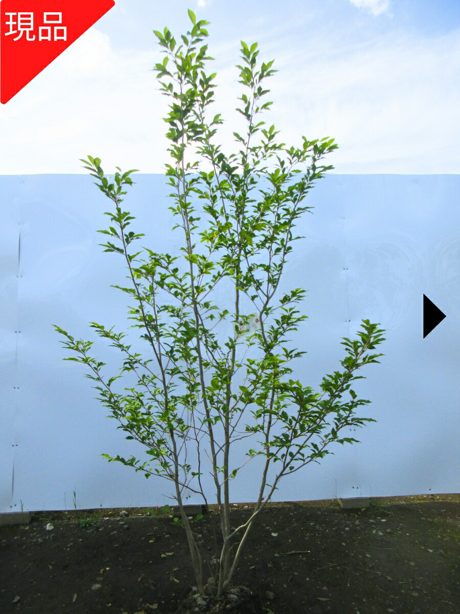 クロモジ 植木 株立」の人気商品一覧 | 安い商品を通販サイトから探す