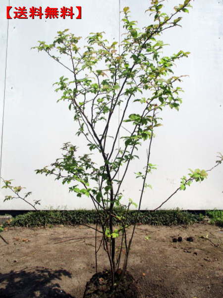 楽天市場】【スーパーセール10%OFF】ナツハゼ 樹高1.0m前後(根鉢含まず
