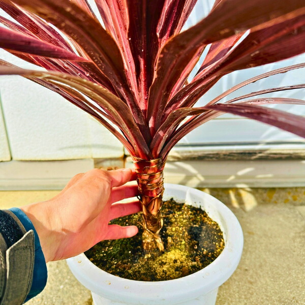 楽天市場】【スーパーセール10%OFF】コルジリネ(コルディリネ) レッド