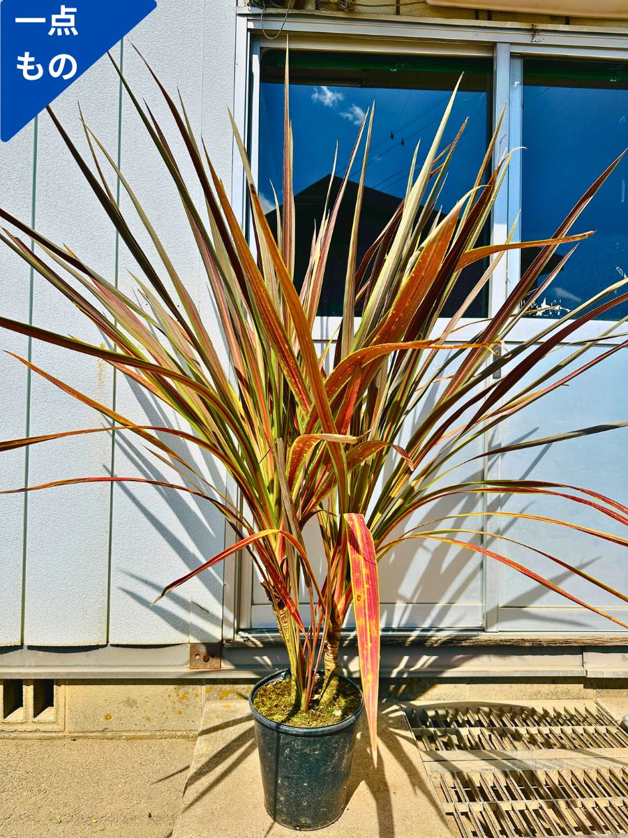 楽天市場】【一点もの】コルジリネ(コルディリネ) エレクトリック