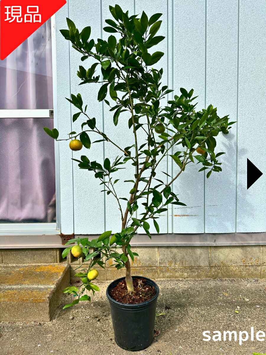 楽天市場】【現品発送】田口早生 みかんの苗木 ミカンの果樹苗 8号