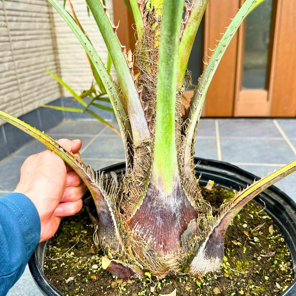 楽天市場】ココスヤシ10号樹高110cm前後(鉢底から) ヤシノキ 椰子の木