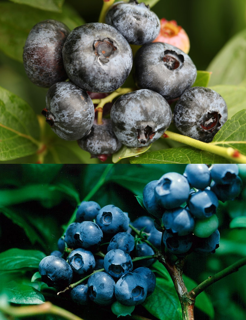 楽天市場】チャンドラー＆ブルークロップ世界最大ハイブッシュ