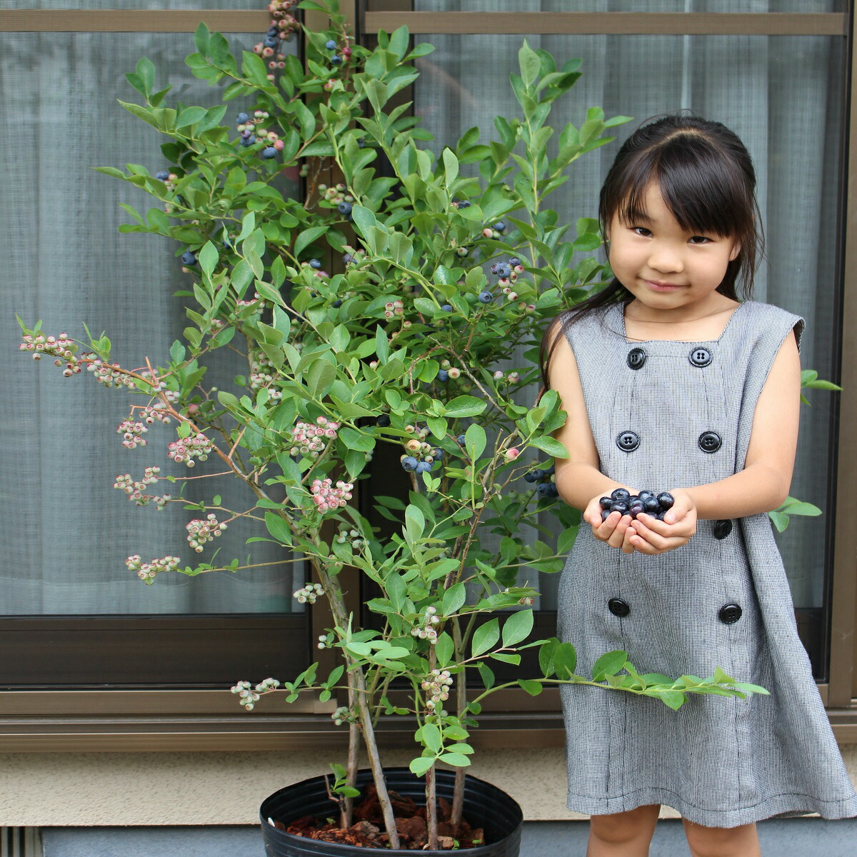 楽天市場】[暖地向ブルーベリー入門すべて揃ってます]ティフブルー＋