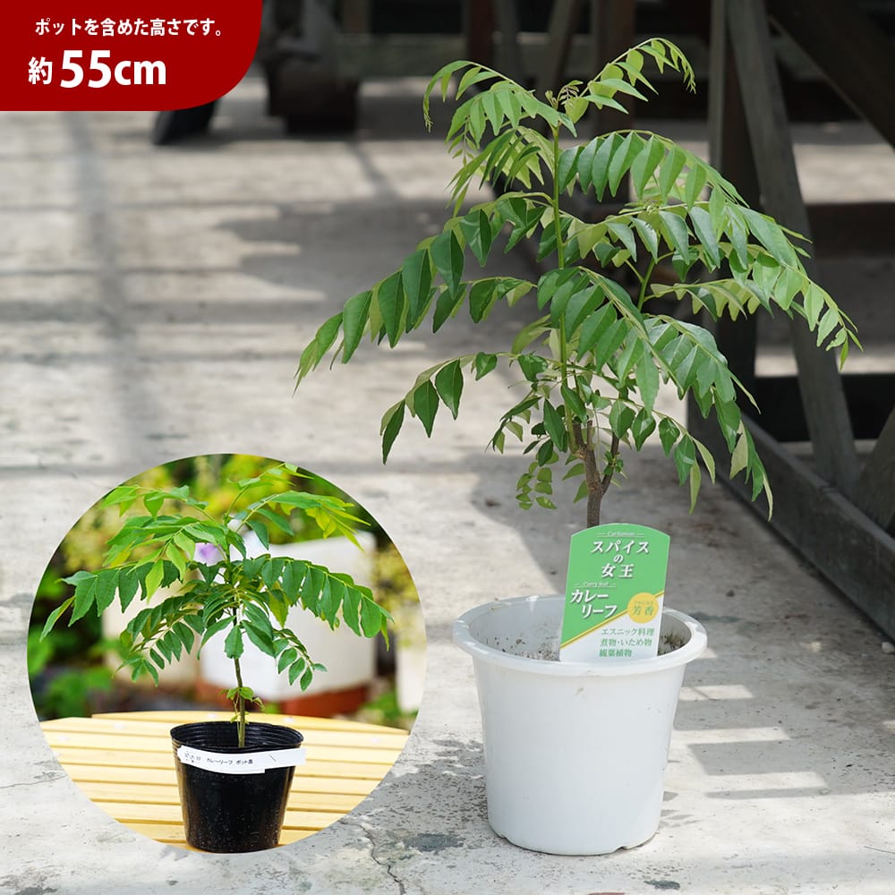 楽天市場】カレーリーフ 実生 5号ポットまたは鉢苗 : 苗木部 by 花