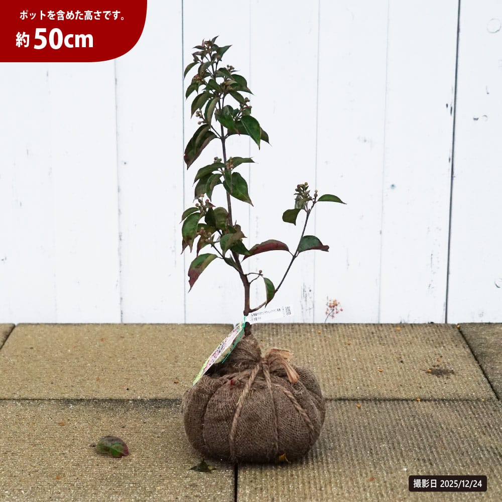 楽天市場】常緑ヤマボウシ 【サマーレッドペイジ】 根巻き苗 : 苗木部