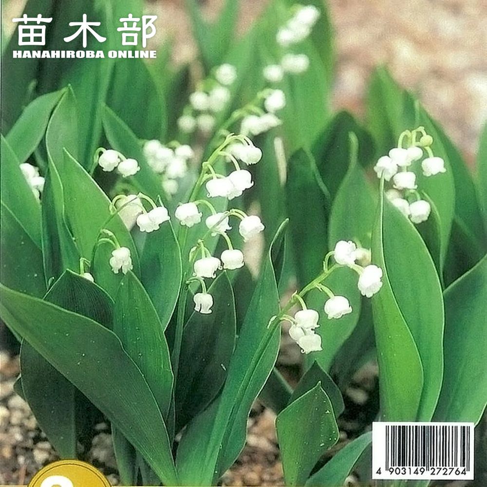 楽天市場】すずらん 白花 球根 (3株入) （植え付け時期2月下旬まで