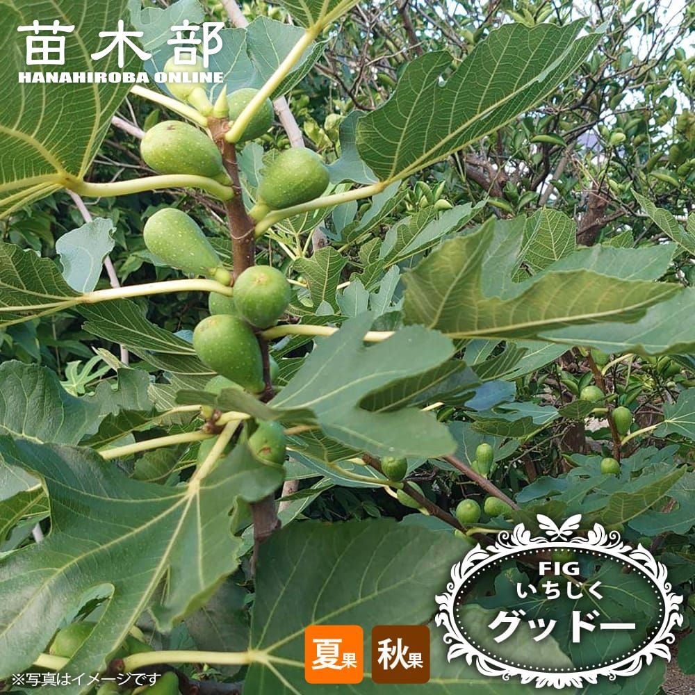 楽天市場】いちじく 【グッドー】 1年生 挿し木苗 : 苗木部 by 花