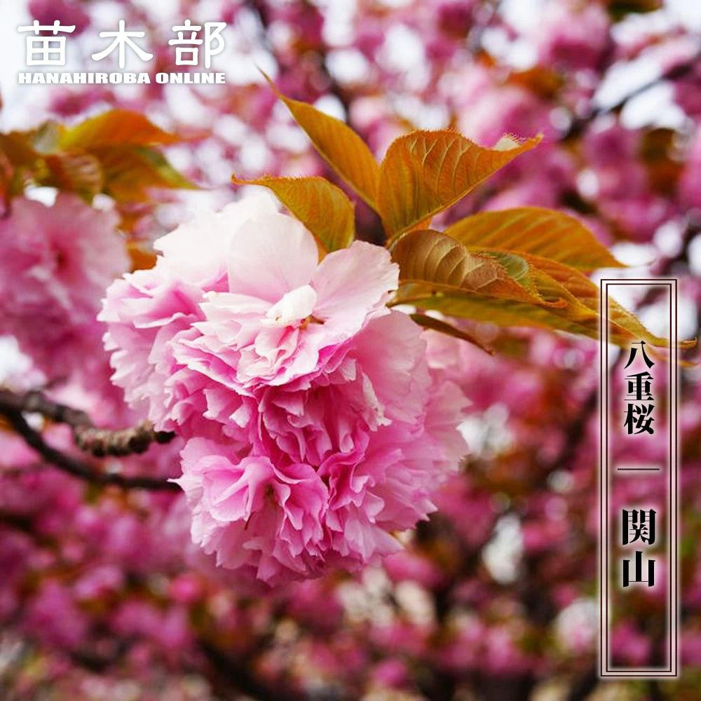 楽天市場】八重桜 【関山】 1年生接木苗 : 苗木部 by 花ひろばオンライン