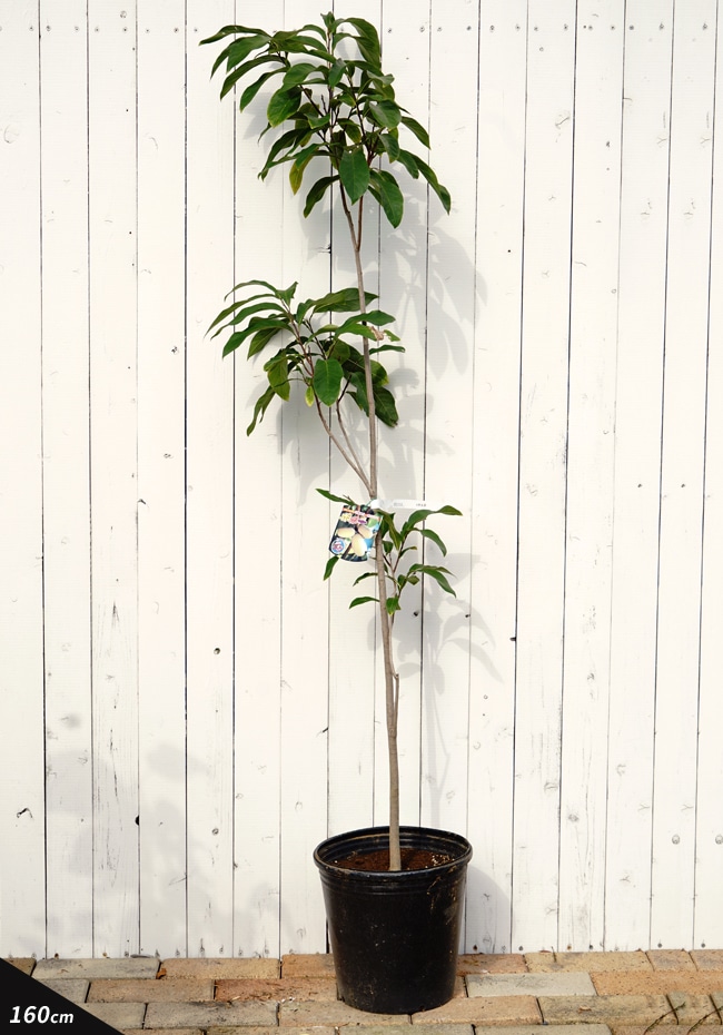 楽天市場】ポポー 苗木 【実生雑種】 4年生実生大苗 【大型宅配便