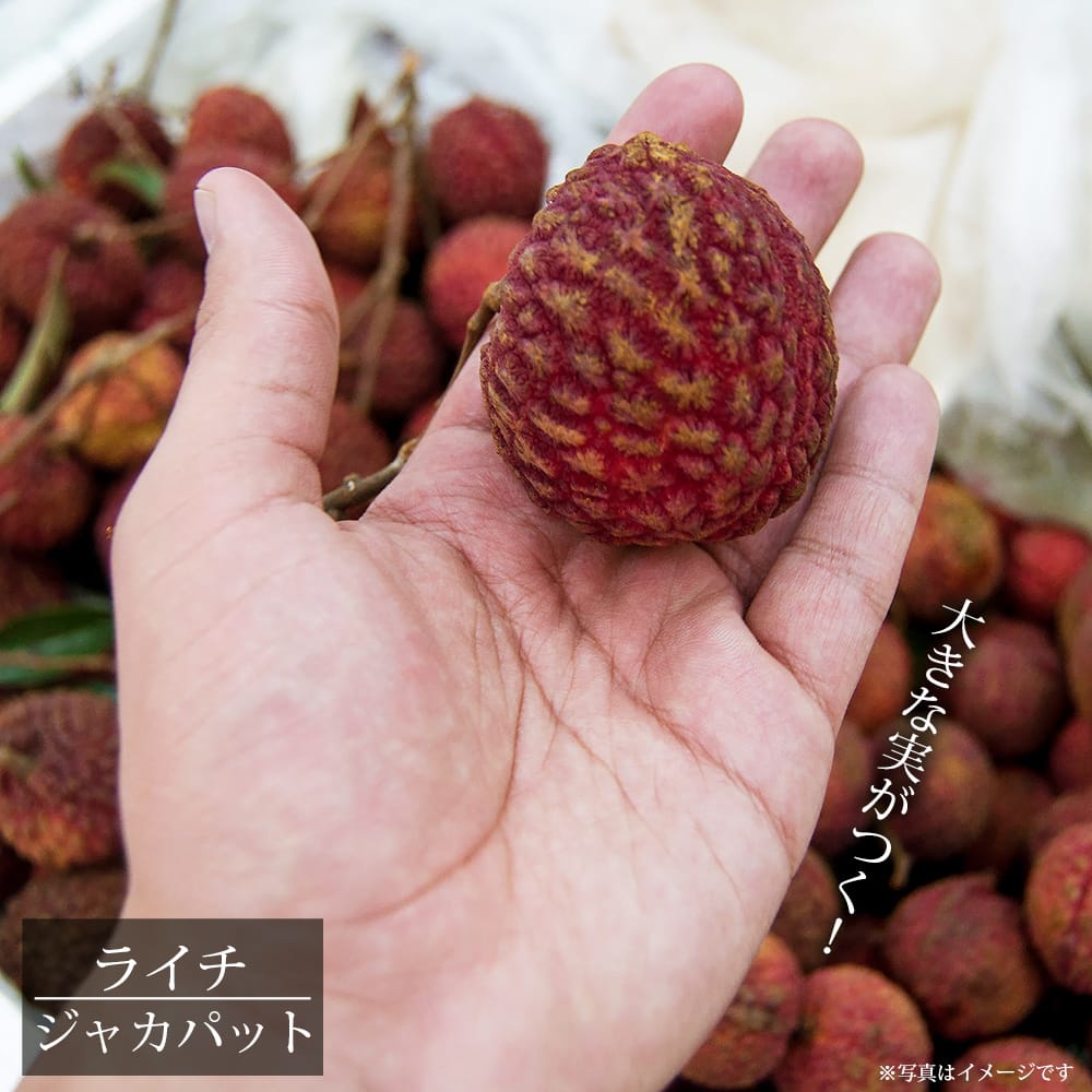 楽天市場】ライチ 【ジャカパット】 8号ポット大苗 : 苗木部 by 花