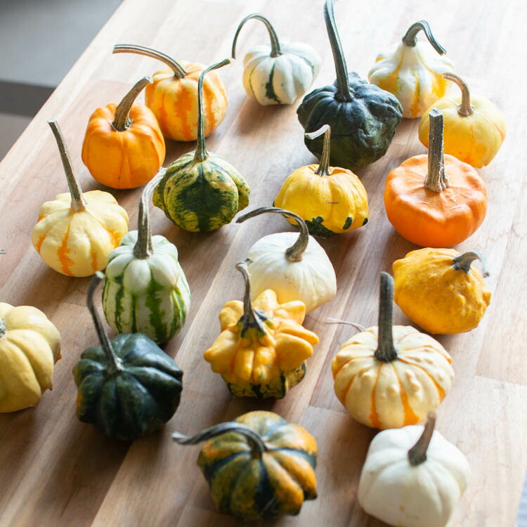 楽天市場】＼おまかせ 5個セット／ 【ミニかぼちゃ/ギャラクシーオブ