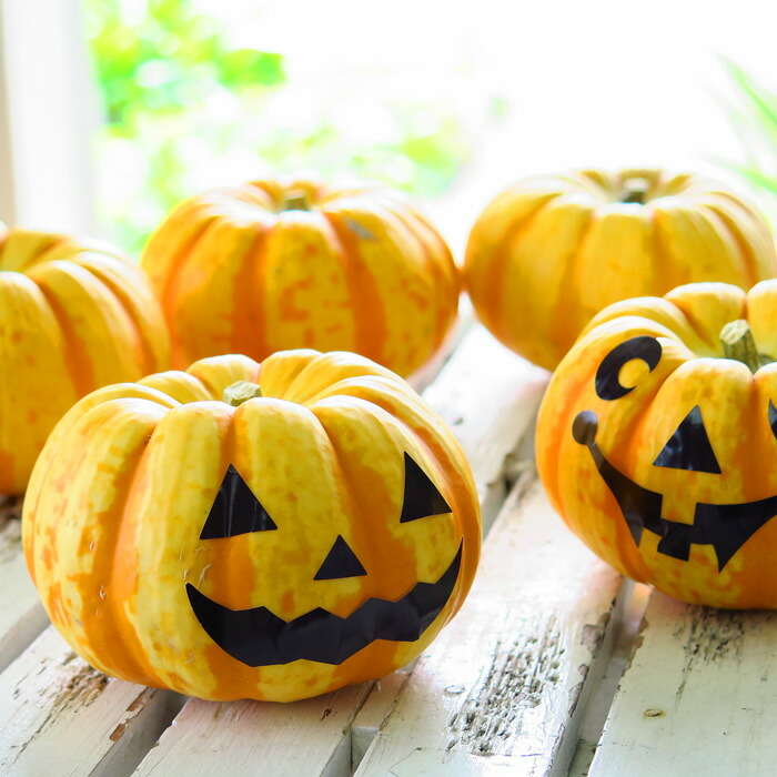楽天市場】ハロウィン用 本物 生カボチャ 鑑賞用『プッチーニ(直径約7