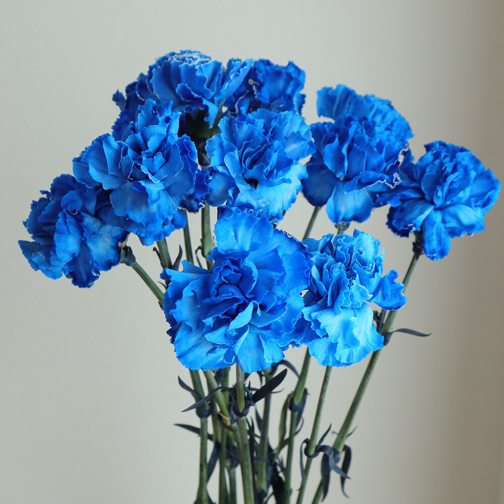 楽天市場】【生花】国産カーネーション（ロイヤルブルー） ※染め青