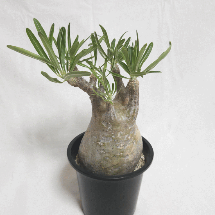 楽天市場】パキポディウム グラキリス 4号 プラ鉢 塊根植物 土 種 鉢