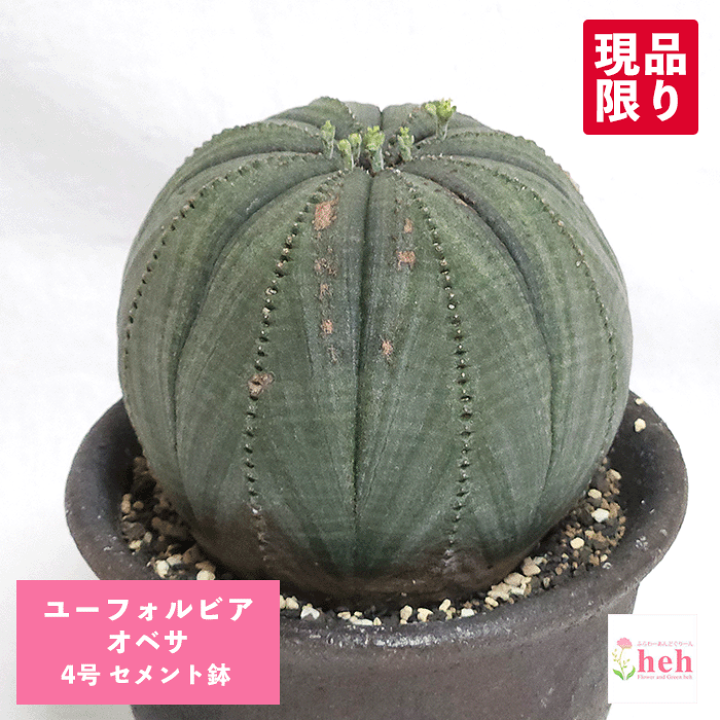楽天市場】ユーフォルビア オベサ 4号 セメント鉢 種類 苗 多肉植物 鉢
