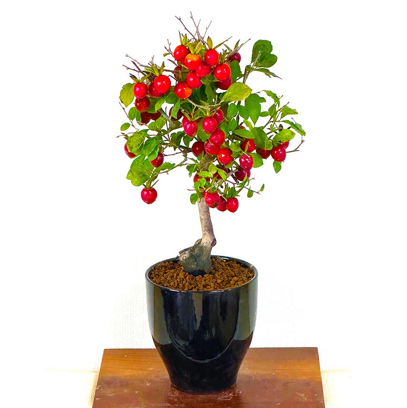 楽天市場】盆栽 ローヤ柿 老爺柿 楽天1位 お家で鑑賞 紅光 艶紅実 W