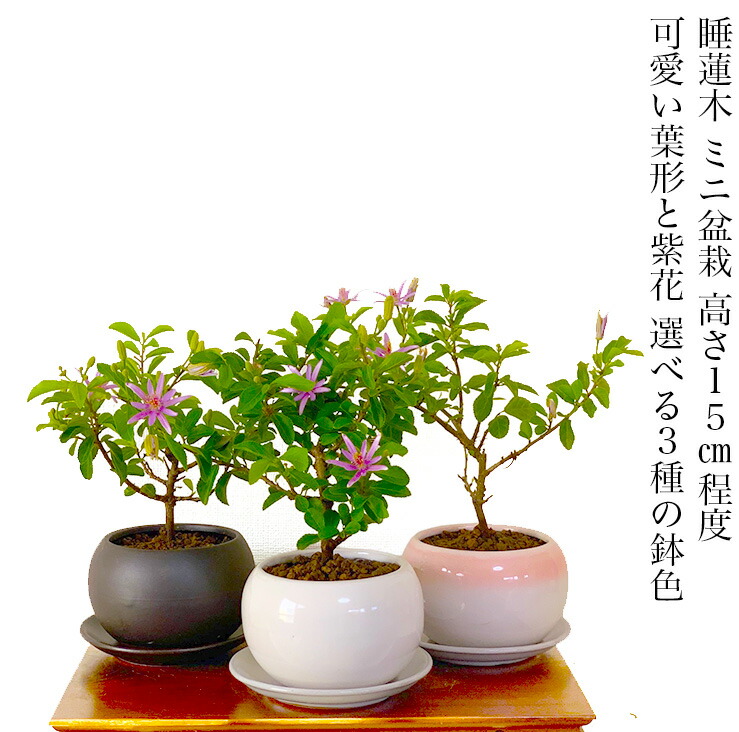 楽天市場】盆栽 睡蓮木 鉢植え 全高15センチ前後 花 ギフト 和花 開花