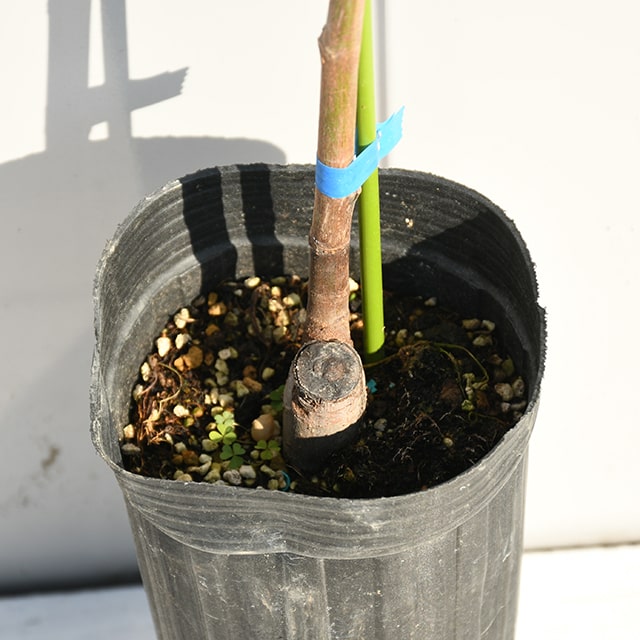 楽天市場】イチジク 苗 【ブラックイスキア】 1年生 挿し木 ポット苗