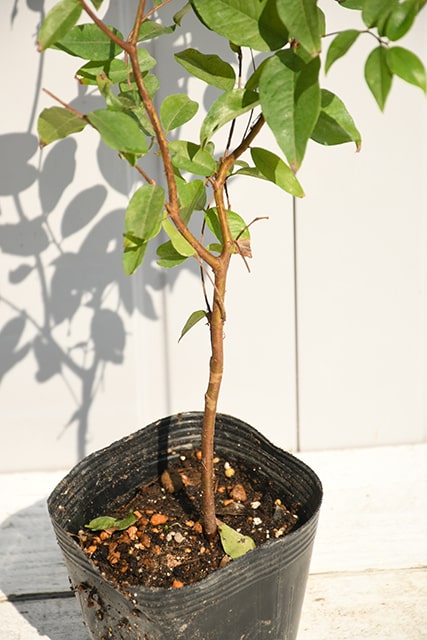 楽天市場】ジャボチカバ 苗 【四季成り 大実 ジャボチカバ】 ポット苗