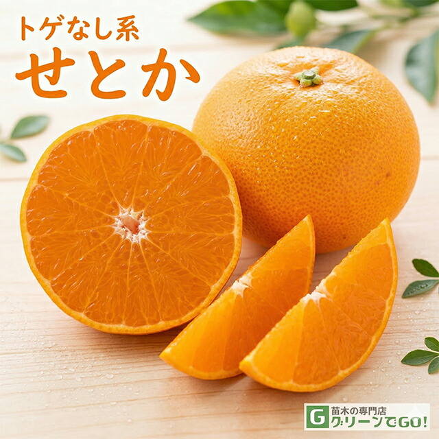 楽天市場】せ とか 苗木 3 年生の通販