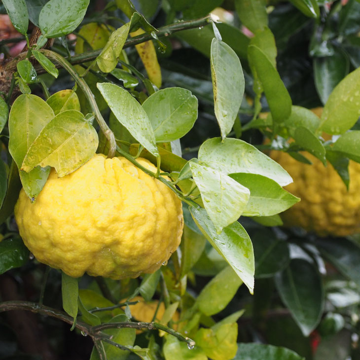 楽天市場】ゆず 苗 【獅子柚子 （シシユズ）】 3年生 接ぎ木 約1.0m