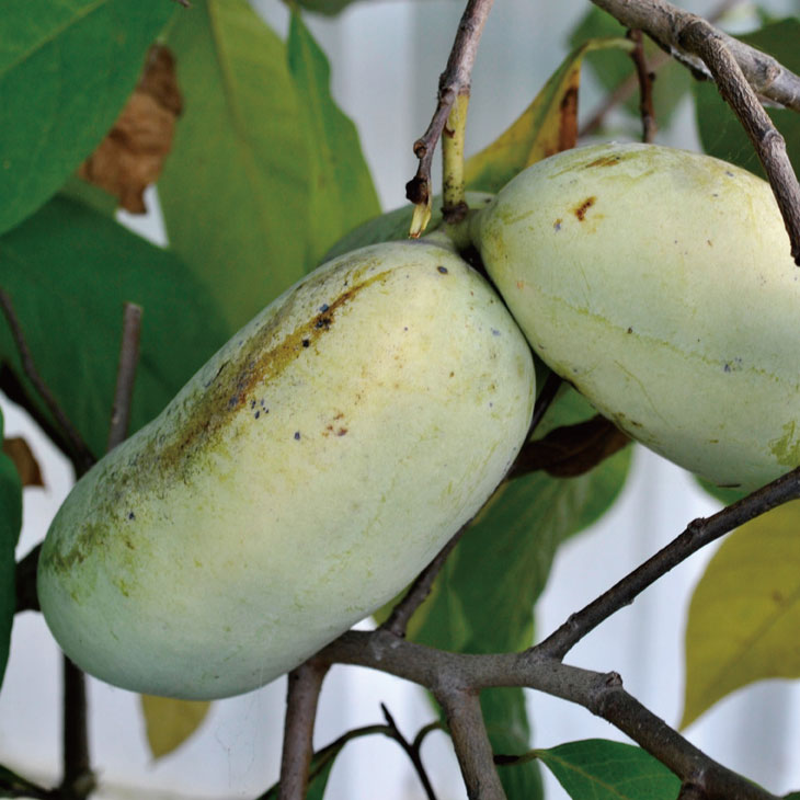 楽天市場】◇送料無料◇ ポポー苗木 【実生苗（在来種）】 実生 ポット