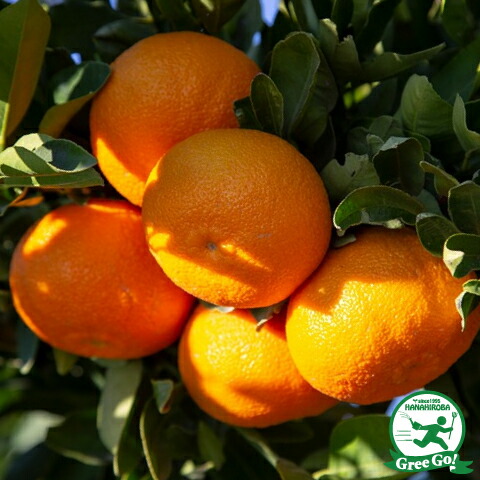 楽天市場】苗木 無核紀州ミカンの通販