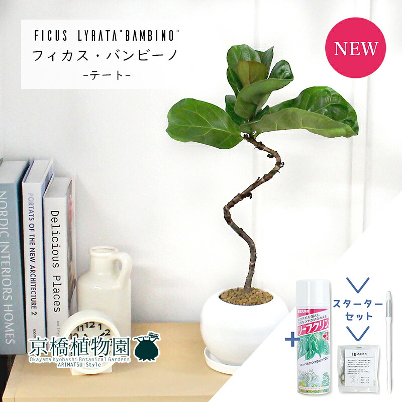 Jonald ⚠追加有り❗️】フィカスカシワバゴムノキ10号鉢② Jonald 様