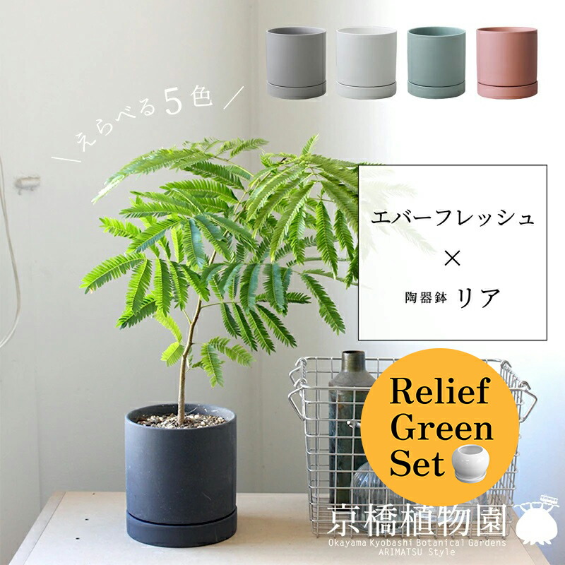 楽天市場】エバーフレッシュ 曲がりの通販