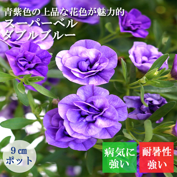 楽天市場】花苗 スーパーベル ダブルブルー 9cmポット カリブラコア