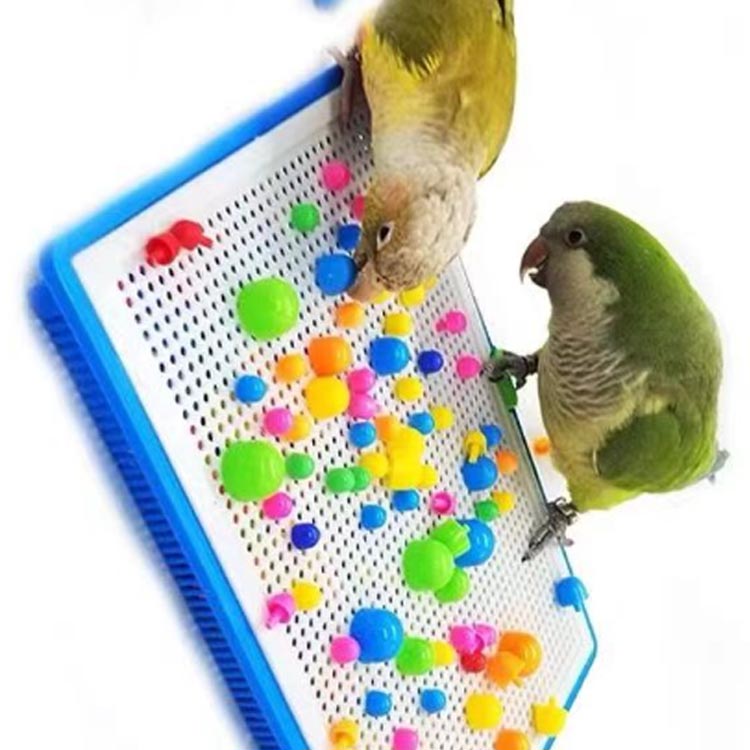 楽天市場】鳥のおもちゃ 小鳥 インコ プラスチック オカメインコ ルリ