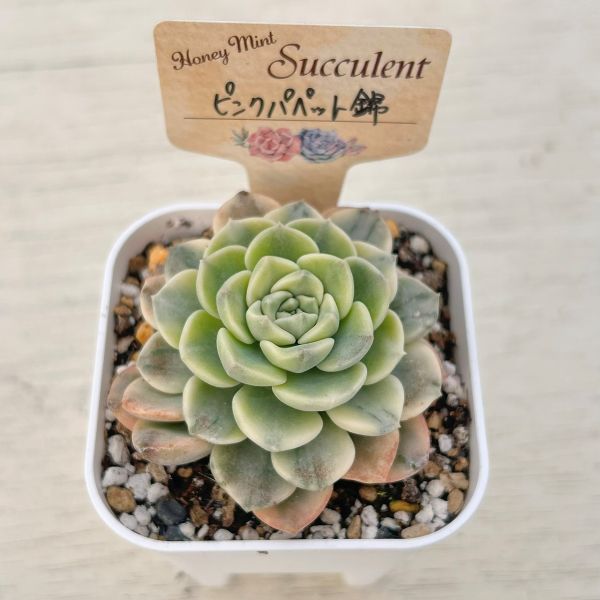 楽天市場】【当店農場生産】○多肉植物 エケベリア ピンクパペット錦