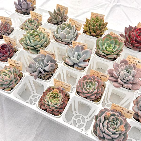 楽天市場】【限定10セット！】多肉植物詰め合わせ☆20種類セット 超