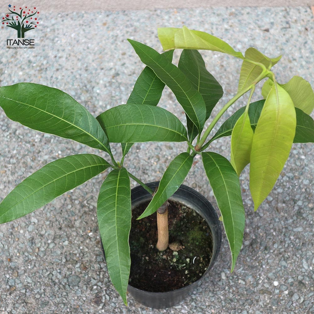 楽天市場】【送料無料】紅龍 ( こうりゅう ) マンゴーの苗木 果樹の