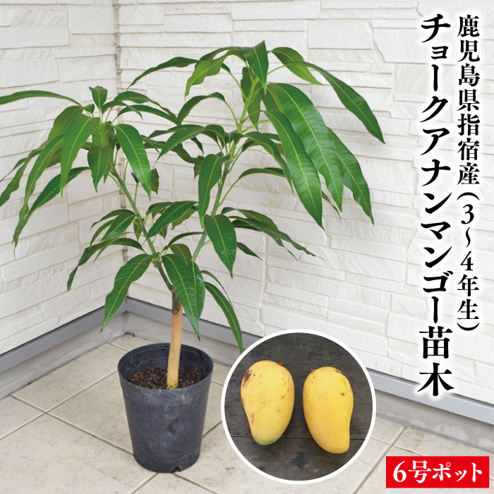 楽天市場】☆超レア品種【鹿児島県 指宿産 チョークアナンマンゴー苗木