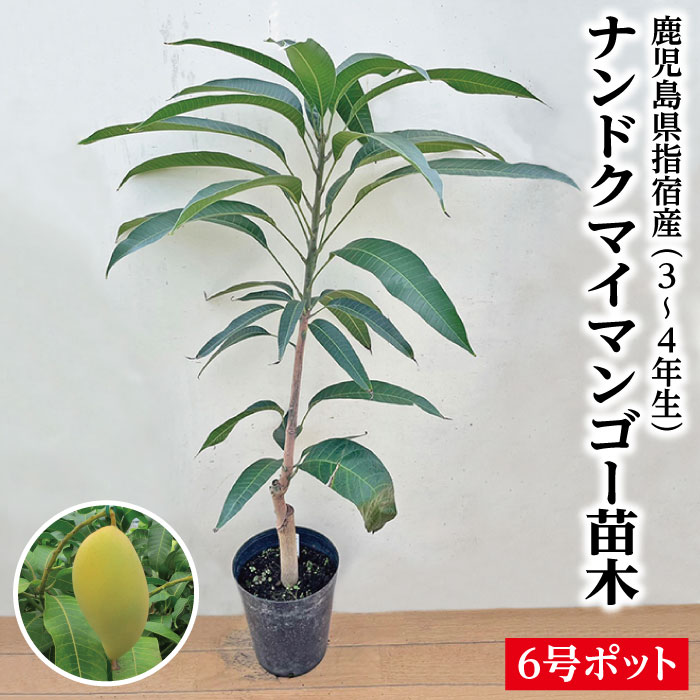 楽天市場】【ナンドクマイマンゴー苗木1本 3〜4年生 6号ポット苗