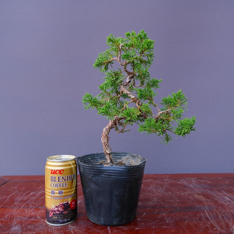 楽天市場】（株）一樹園 糸魚川真柏5本セット 小品盆栽／樹齢8年 : 一樹園