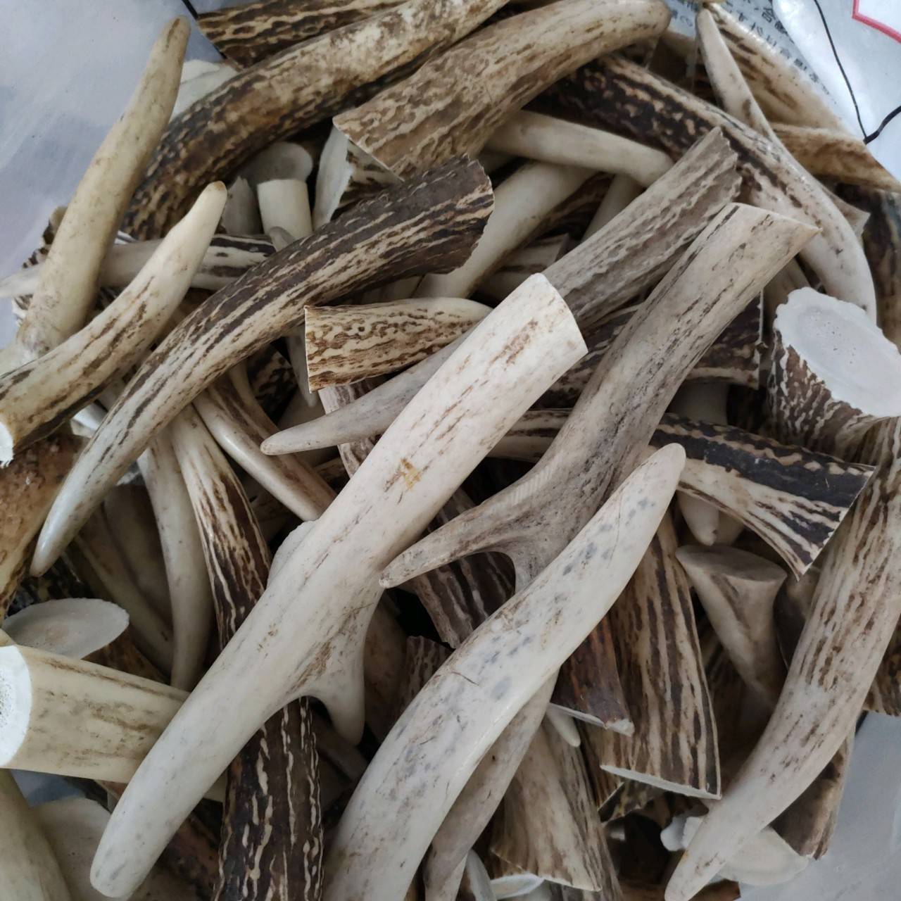 楽天市場】【訳あり】鹿の角 エゾシカの角 端材セット約1kg