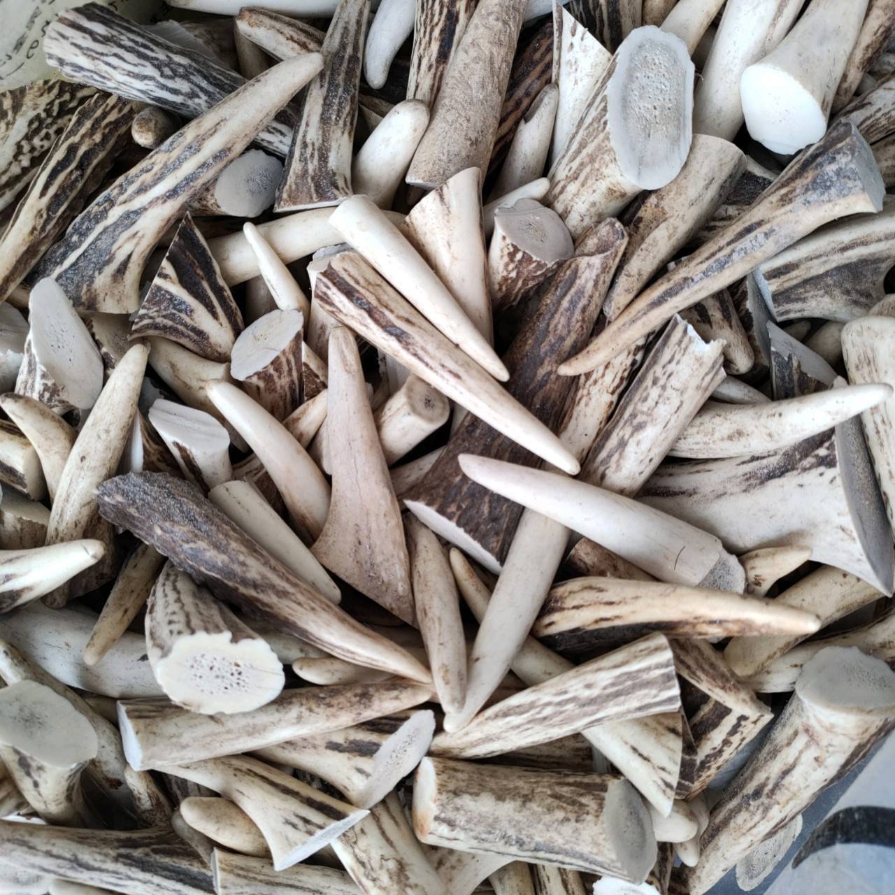 楽天市場】【訳あり】鹿の角 エゾシカの角 端材セット約1kg